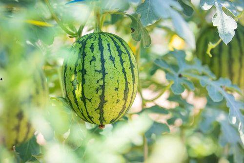 今日吃瓜最新吃瓜图片,揭秘娱乐圈最新八卦风云