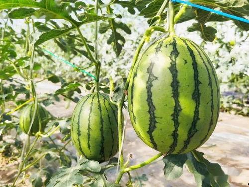 甜星吃瓜,揭秘娱乐圈背后的甜蜜与苦涩