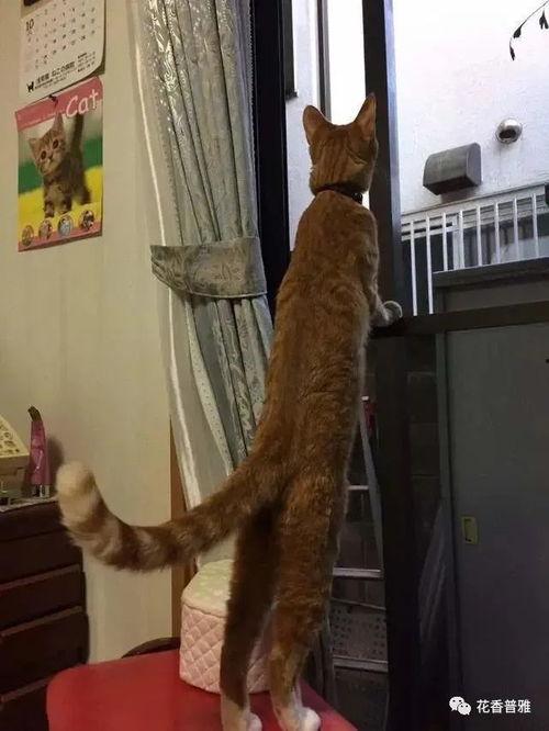 吃瓜瘸子站起来,逆境中的奋斗与成长