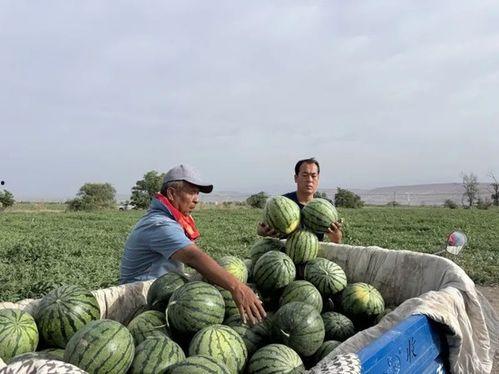 北龙湖年度吃瓜