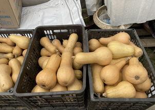 吃方瓜下奶吗,揭秘吃方瓜下奶的神奇效果