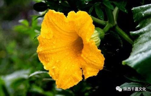 紫瓜花怎么吃,创意烹饪新体验