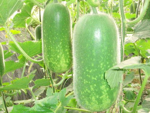 瓜江被madam吃,一场与Madam的美食邂逅