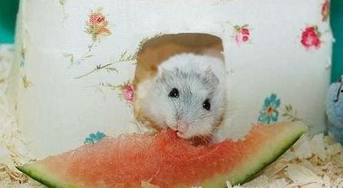 仓鼠可以吃块瓜吗,块瓜在仓鼠食谱中的地位