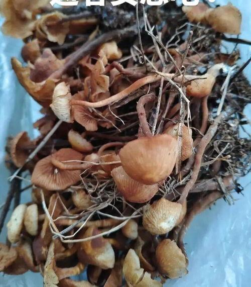 响水吃瓜视频,揭秘网络视频背后的热点事件