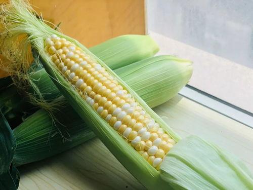 吊瓜煮着吃还是蒸着吃