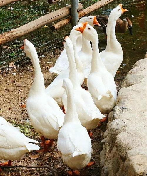 娱妹吃瓜鹅,揭秘娱乐圈那些不为人知的幕后故事