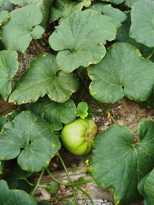 吃瓜群众热带水果,吃瓜群众的味蕾探险之旅