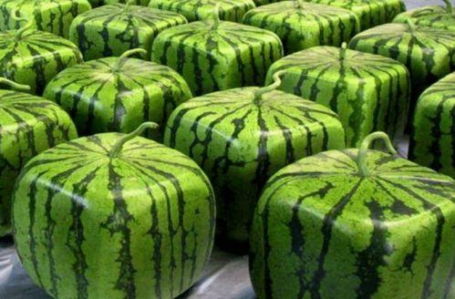 最快最全吃瓜,揭秘娱乐圈最新热点事件