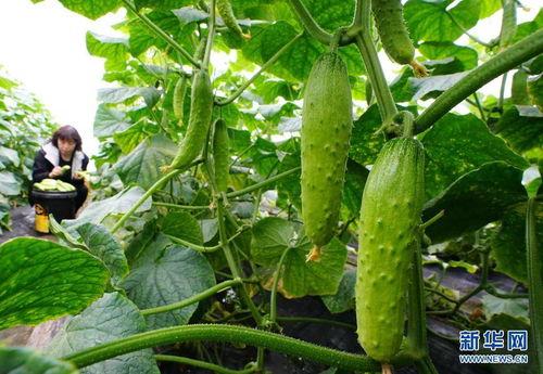 武安旮旯小院吃瓜消息,揭秘吃瓜群众的欢乐时光