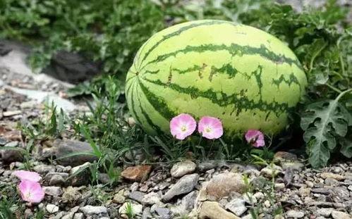 宁夏理工吃瓜视频,揭秘校园生活趣味瞬间