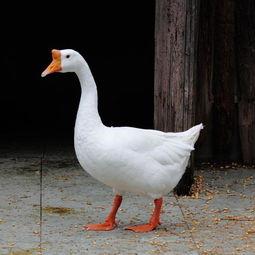 吃瓜鹅完整视频,一场视觉盛宴的幕后故事