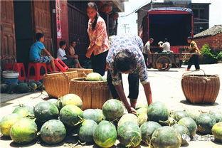 邵阳武冈最新吃瓜,最新“吃瓜”事件，揭秘背后真相