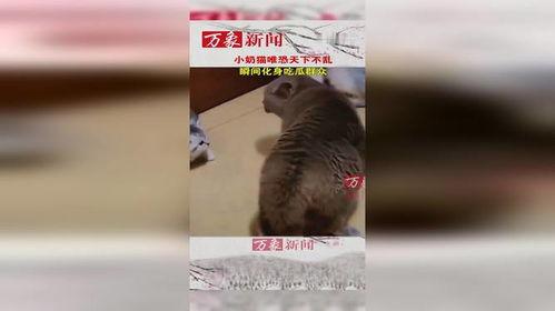 可爱猫吃瓜群众,揭秘猫咪的趣味生活