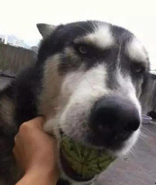 吃瓜的狗儿,揭秘娱乐圈的幕后故事