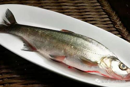 内鱼吃瓜图鉴,揭秘网络热议背后的趣味与真相