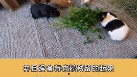 豚鼠吃瓜的视频
