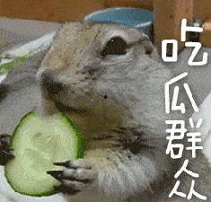 带你吃瓜肌肉老鼠,肌肉老鼠带你领略瓜界盛宴