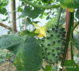 吃瓜盟主非洲起源,揭秘瓜文化的历史渊源