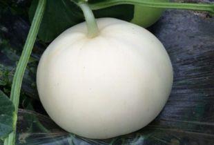 吃红参可以吃梨瓜吗女生,女性养生搭配指南