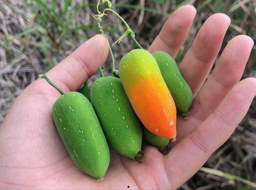 关于吃老鼠的瓜,吃老鼠的惊人真相，一场关于生存与挑战的“瓜”