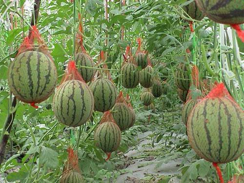 吃瓜要想新鲜,新鲜资讯速递，揭秘娱乐圈幕后故事