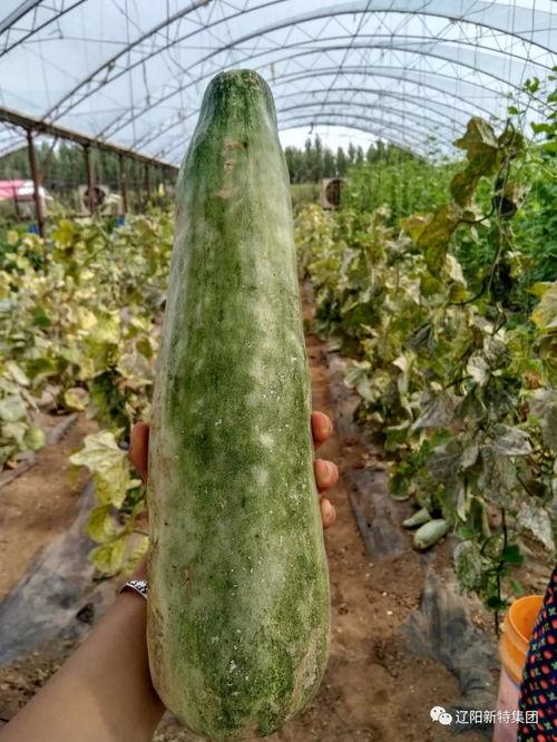 带你吃瓜大合集,带你领略“带你吃瓜大合集”里的精彩瞬间