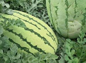 巴西丑瓜怎么吃,巴西丑瓜的多彩食法探索