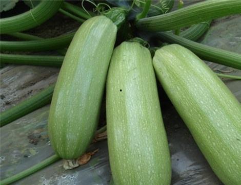 痛风可以吃瓜叶吗,瓜叶的神奇食疗作用