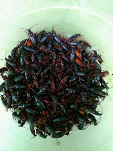 广东食客吃瓜虫,广东食客的独特“虫宴”体验