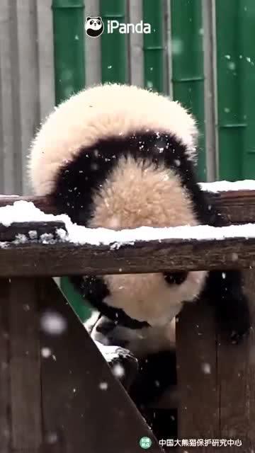 吃瓜小熊江浙,跟随吃瓜小熊探寻地方特色