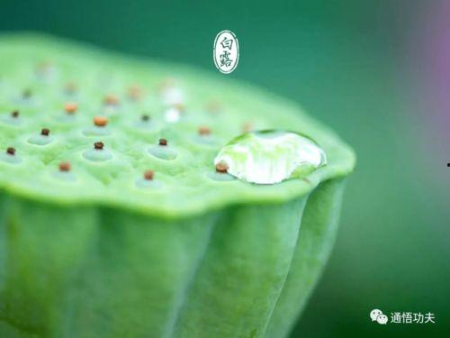 白露后吃瓜,秋季食瓜指南