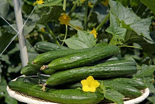 瓜尖瓜花可以吃吗有毒吗,有毒与否揭秘