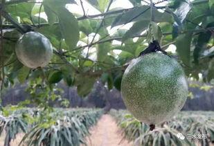 余果吃瓜,揭秘娱乐圈背后的秘密与真相