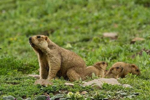 旱獭吃瓜表情包,萌态可掬的夏日清凉瞬间