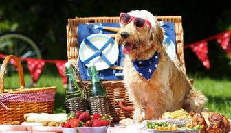 西安宠物老师吃瓜,一场宠物界的“瓜田”风云