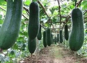 矮冬瓜吃瓜视频,趣味横生的瓜界奇遇记