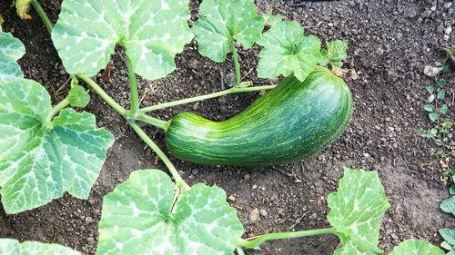 瓠瓜宝宝咋吃,瓠瓜宝宝的多彩食法探索