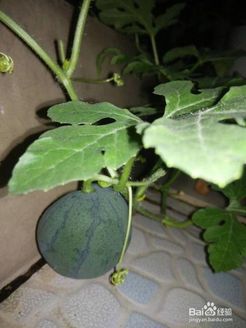 什么瓜是吃籽的,揭秘吃籽瓜的奥秘与乐趣