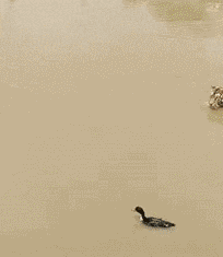 吃瓜gif出处,揭秘“吃瓜gif”走红背后的故事