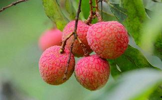 哈密瓜怎么吃荔枝,创意食用指南